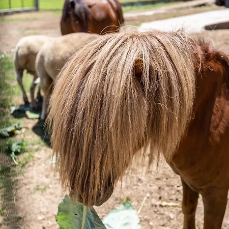 Retiro Da Orquidea Painzela