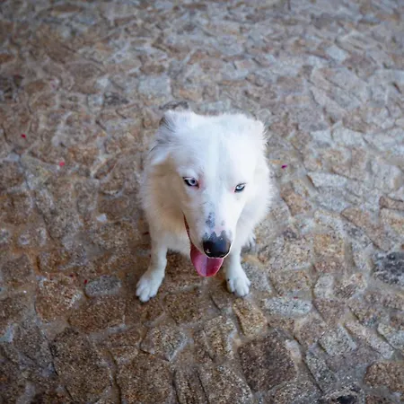 Дом отдыха Retiro Da Orquidea Painzela