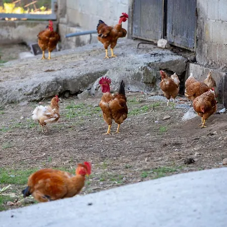 Retiro Da Orquidea Painzela