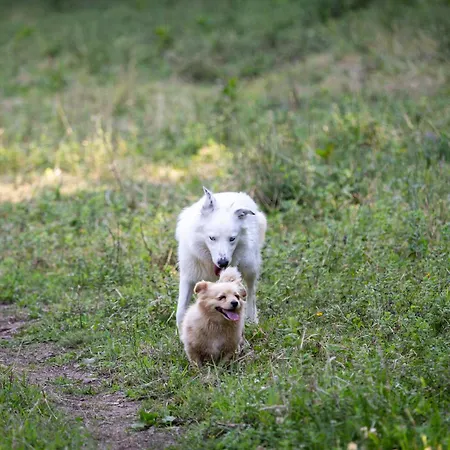 Дом отдыха Retiro Da Orquidea *