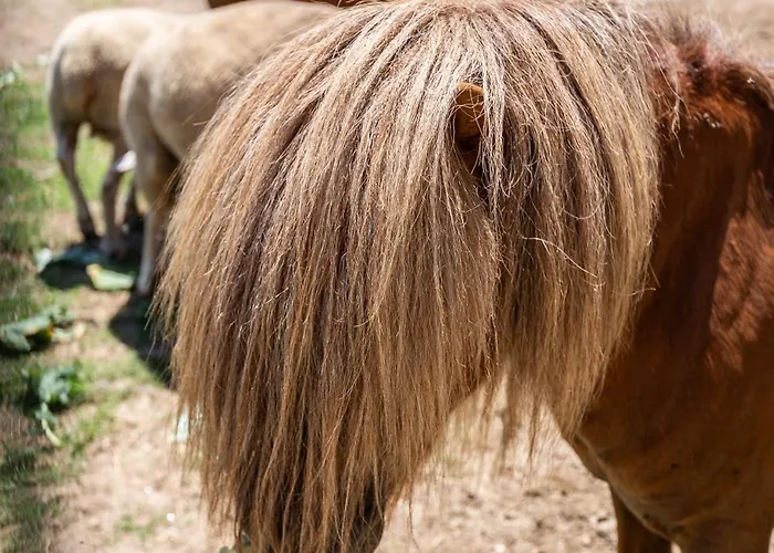 Retiro Da Orquidea Painzela