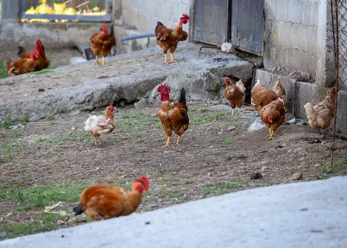 Retiro Da Orquidea Painzela