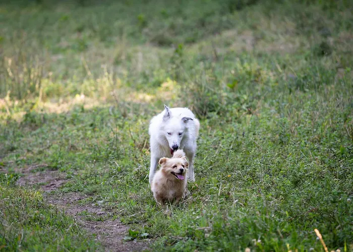 Nyaraló Retiro Da Orquidea *